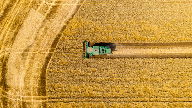 istock Aerial view on combine, harvester machine, harvest ripe cereal 1498602941