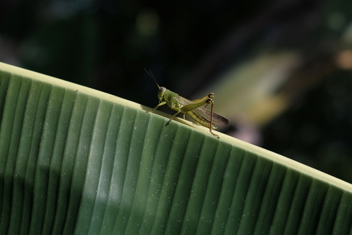 Grasshopper on a banana leaf