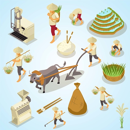 rice production isometric set with isolated icons gathering cleaning tools with characters workers vector illustration