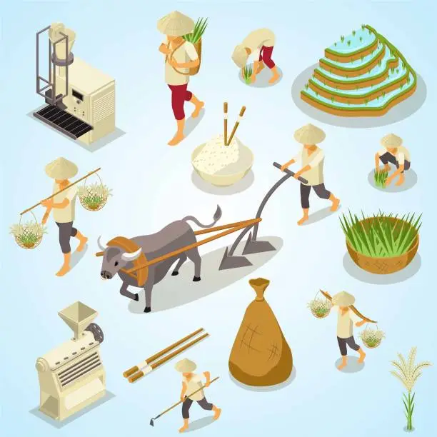 Vector illustration of rice production isometric set with isolated icons gathering cleaning tools with characters workers vector illustration