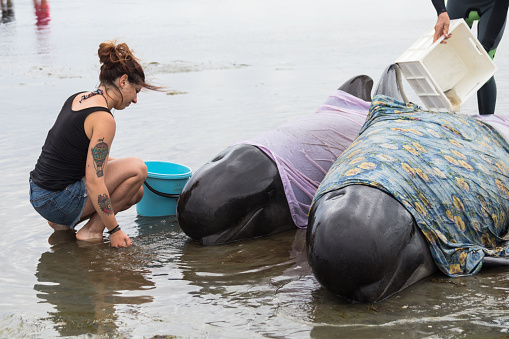 Farewell Spit, Golden Bay, Tasman District, Aotearoa / New Zealand - February 13, 2017: Stranded pilot whales beached on Farewell Spit at the northern tip of New Zealand's South Island, being cared for by volunteers.