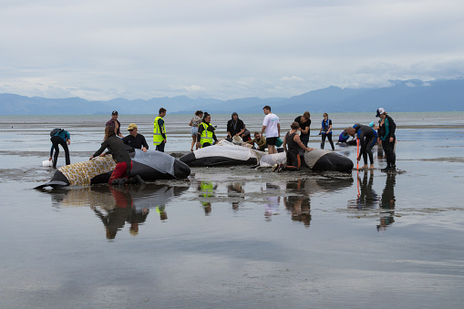 Farewell Spit, Golden Bay, Tasman District, Aotearoa / New Zealand - February 13, 2017: Stranded pilot whales beached on Farewell Spit at the northern tip of New Zealand's South Island, being kept cool by volunteers.