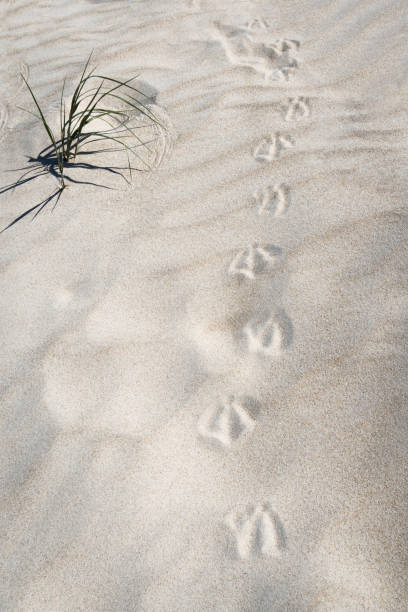 Coyote track in mud   foot  or paw print