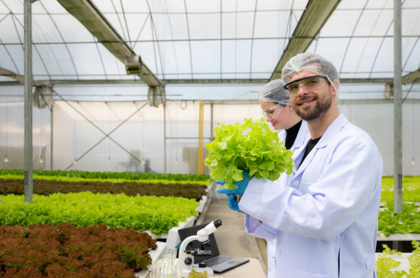 wissenschaftler forschen und entwickeln am anbau von bio-gemüse in einem geschlossenen bauernhof. - agriculture greenhouse research science stock-fotos und bilder