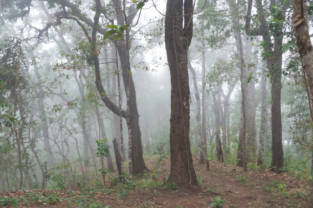 istock Pine forest in the foggy during the spring rain 1498608084