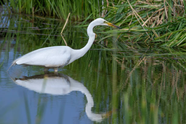 grande aigrette, ardea alba. un oiseau chasse en marchant le long de la rive - wading snowy egret egret bird photos et images de collection