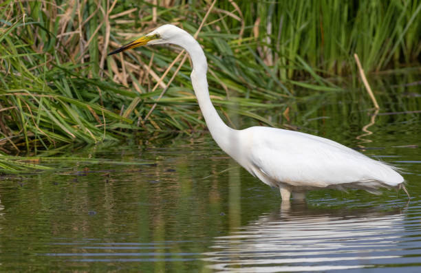 grande aigrette, ardea alba. un oiseau chasse en marchant le long de la rive - wading snowy egret egret bird photos et images de collection