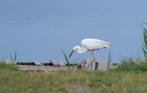 grande aigrette, ardea alba. un oiseau chasse en marchant le long de la rive - wading snowy egret egret bird photos et images de collection