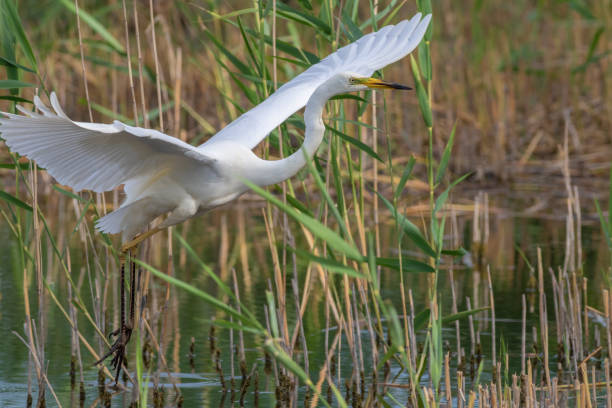 grande aigrette, ardea alba. un oiseau chasse en marchant le long de la rive - wading snowy egret egret bird photos et images de collection