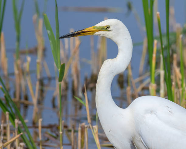 grande aigrette, ardea alba. un oiseau chasse en marchant le long de la rive - wading snowy egret egret bird photos et images de collection