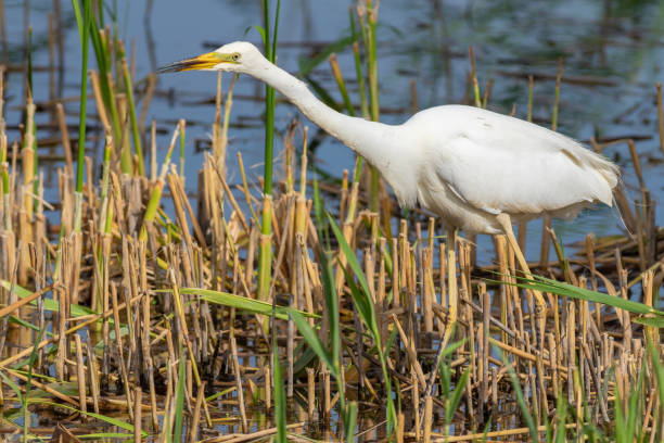 grande aigrette, ardea alba. un oiseau chasse en marchant le long de la rive - wading snowy egret egret bird photos et images de collection