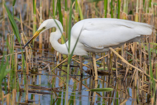 grande aigrette, ardea alba. un oiseau chasse en marchant le long de la rive - wading snowy egret egret bird photos et images de collection