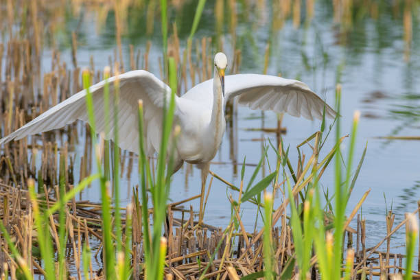 grande aigrette, ardea alba. un oiseau chasse en marchant le long de la rive - wading snowy egret egret bird photos et images de collection