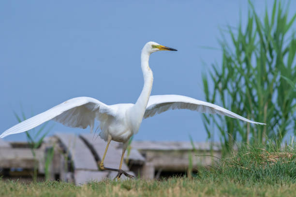 grande aigrette, ardea alba. un oiseau débarque, déploie ses ailes - wading snowy egret egret bird photos et images de collection