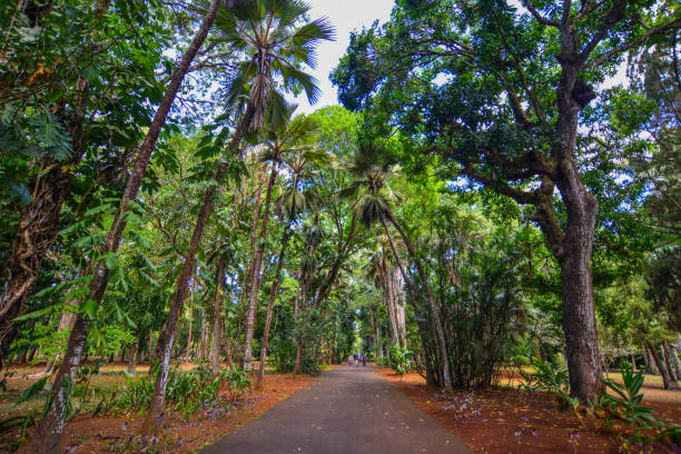 Trees at botanic garden on Mauritius Island. Mauritius is an island nation in the Indian Ocean about 2,000 kilometres.