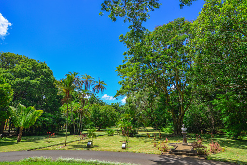 Botanic garden on Mauritius Island. Mauritius is an island nation in the Indian Ocean about 2,000 kilometres.