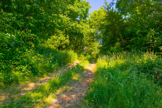 istock Fields and trees in a green hilly grassy landscape under a blue sky in sunlight in springtime 1498609707