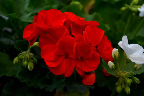 istock Image of a bright red geranium flower amidst a vibrant green leafy background 1498609757