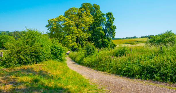 istock Fields and trees in a green hilly grassy landscape under a blue sky in sunlight in springtime 1498609762