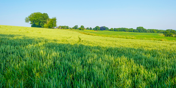 Fields and trees in a green hilly grassy landscape under a blue sky in sunlight in springtime, Voeren, Limburg, Belgium, June, 2023