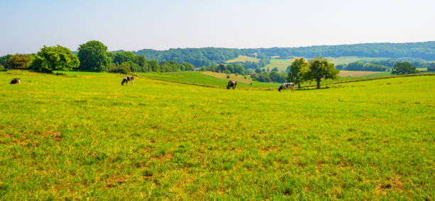 istock Fields and trees in a green hilly grassy landscape under a blue sky in sunlight in springtime 1498610085