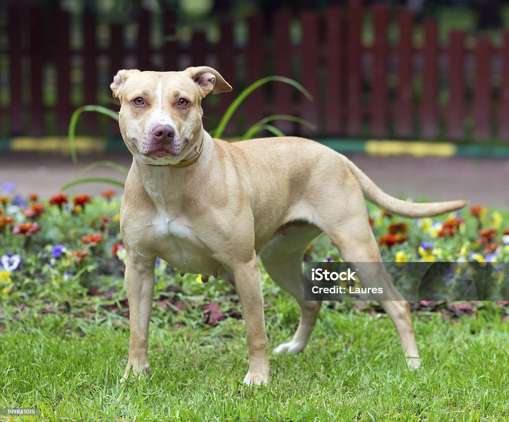 American Pit Bull Terrier standing Outdoor Portrait standing American Pit Bull Terrier American Pit Bull Terrier Stock Photo