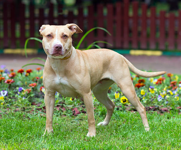 American Pit Bull Terrier standing Outdoor Portrait standing American Pit Bull Terrier american pit bull terrier stock pictures, royalty-free photos & images