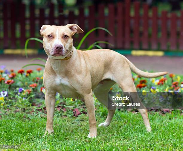 American Pit Bull Terrier Standing Stock Photo - Download Image Now - American Pit Bull Terrier, Dog, Animal