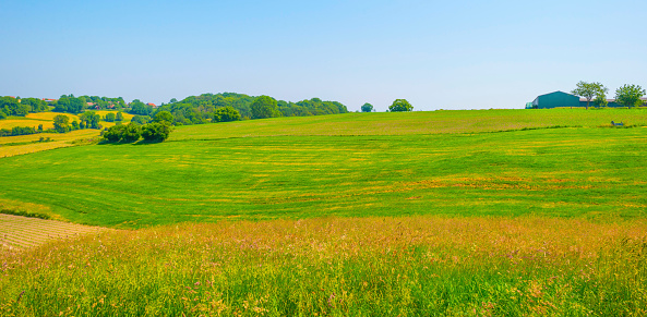 Fields and trees in a green hilly grassy landscape under a blue sky in sunlight in springtime, Voeren, Limburg, Belgium, June, 2023