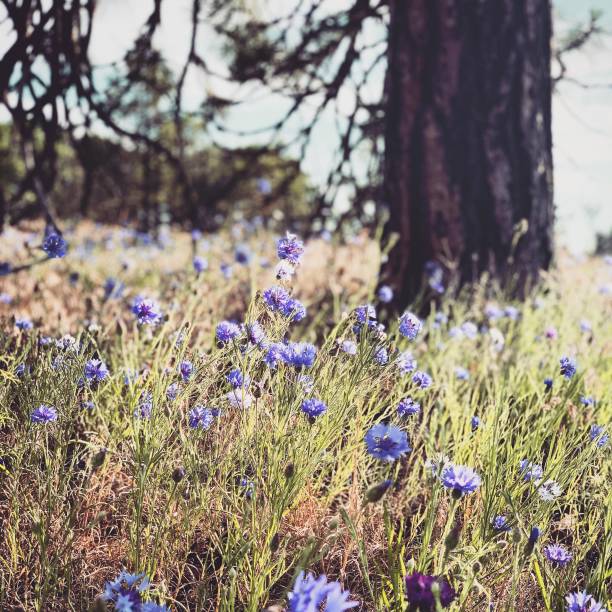 fioletowe polne kwiaty boho - spring nature life events arrangement zdjęcia i obrazy z banku zdjęć