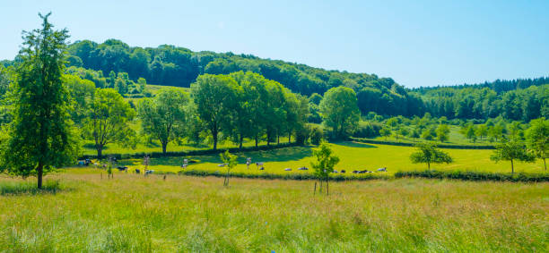 istock Fields and trees in a green hilly grassy landscape under a blue sky in sunlight in springtime 1498610308