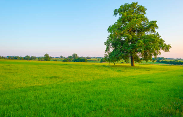 istock Fields and trees in a green hilly grassy landscape under a blue sky in sunlight in springtime 1498610447