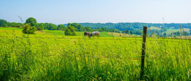 istock Fields and trees in a green hilly grassy landscape under a blue sky in sunlight in springtime 1498610451