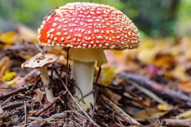 istock Medium close-up shot of a Fly agaric mushroom 1498610484
