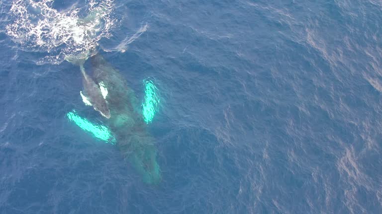 Aerial view of humpback whales - Mother and baby