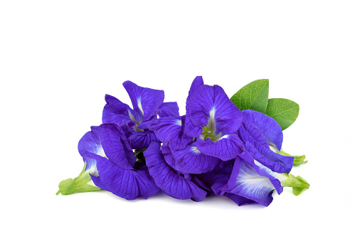 Butterfly pea flower with leave on white background
