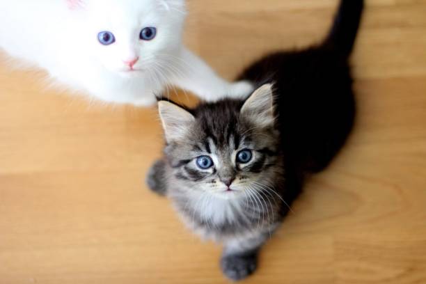 istock Two cute small Siberian cat kittens 1498613390