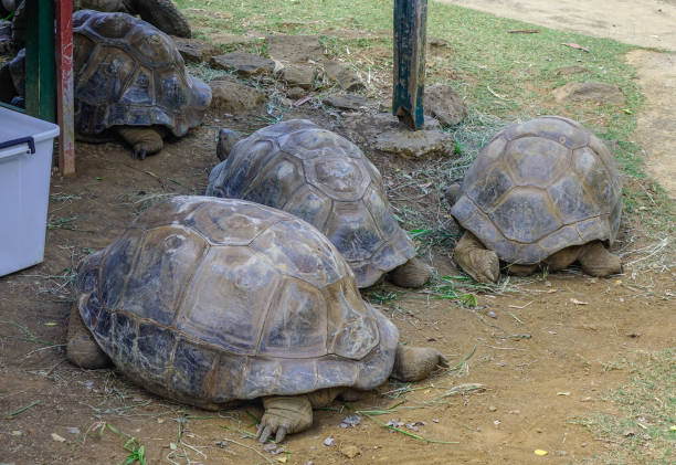 istock Giant turtle at the park 1498615498