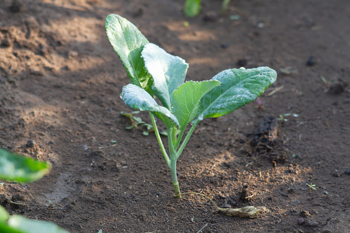 Photo of young cauliflower plants.