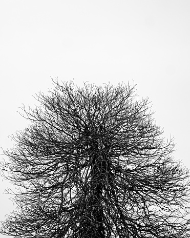 A low-angle shot of a stark, leafless tree silhouetted against a bright white sky.