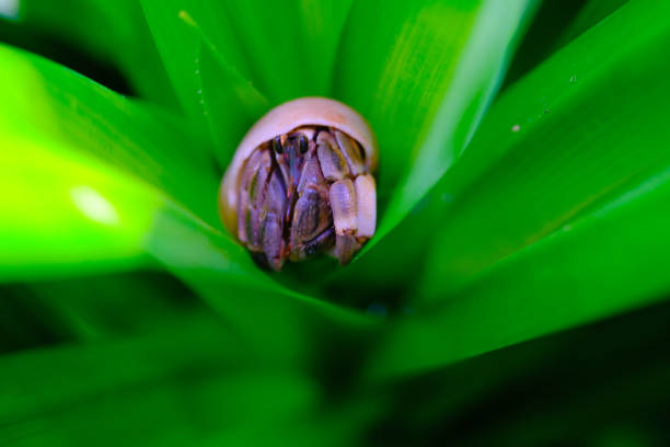 Closeup Shot of a hermit crab trapped among pandan leaves Macro Photography. Closeup Shot of a hermit crab trapped among pandan leaves in a garden in Bandung city - Indonesia. Macros sea population stock pictures, royalty-free photos & images