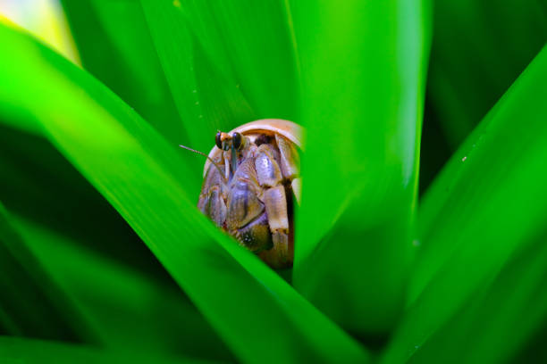 Closeup Shot of a hermit crab trapped among pandan leaves Macro Photography. Closeup Shot of a hermit crab trapped among pandan leaves in a garden in Bandung city - Indonesia. Macros sea population stock pictures, royalty-free photos & images