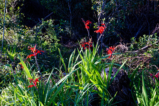 Beautiful red Watsonias blooming in the natural forest along the garden route, Western Cape, South Africa.