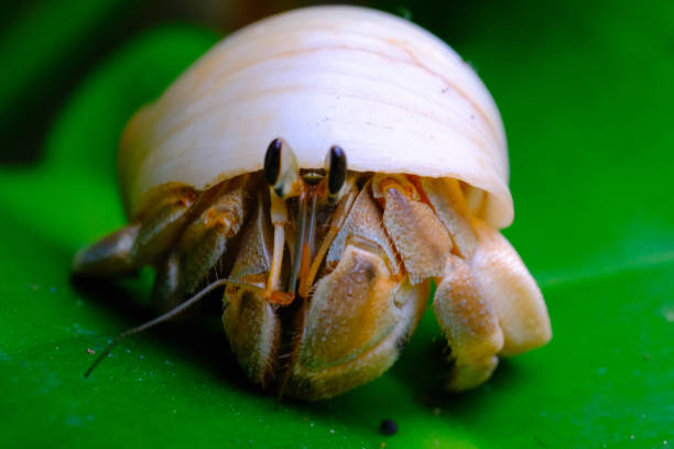 istock Closeup Shot of hermit crabs taking shelter 1498618501