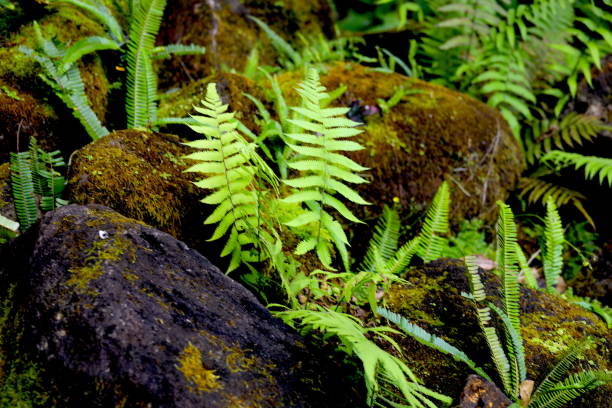 Growing naturally on a beautiful Hawaiian Island, larger fern leaves on moss laden rocks.