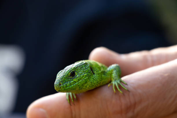 istock a small green lizard sitting on a hand caught in a park in Ukraine 1498619959