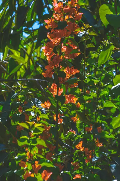 Close Up Portrait View Red-orange Flowers Of Bougainvillea Plants Among The Foliage In The Midst Of The Scorching Sun