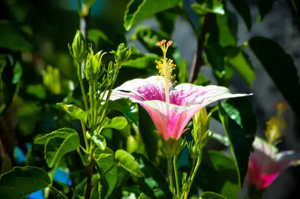Close Up View Freshly Bloomed White And Pink Hibiscus Flower and buds Among The Foliage In The Midst Of Sunlight