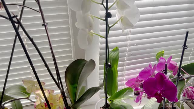 Orchid flowers growing on the windowsill in the apartment.