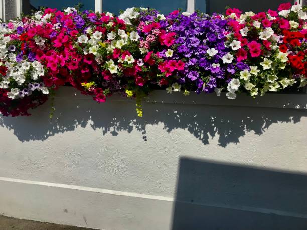 Fresh flowers